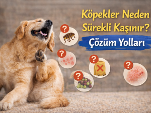 Köpekler Neden Sürekli Kaşınır? Çözüm Yolları